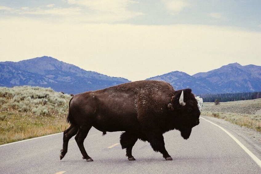 10-12 Hours Yellowstone Hayden & Lamar Valley Wildlife Tour