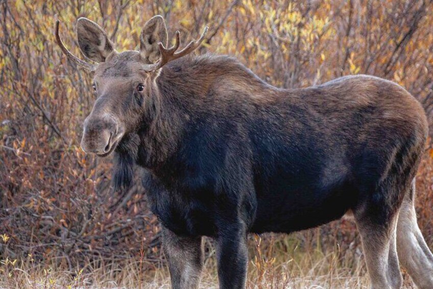 10-12 Hours Yellowstone Hayden & Lamar Valley Wildlife Tour