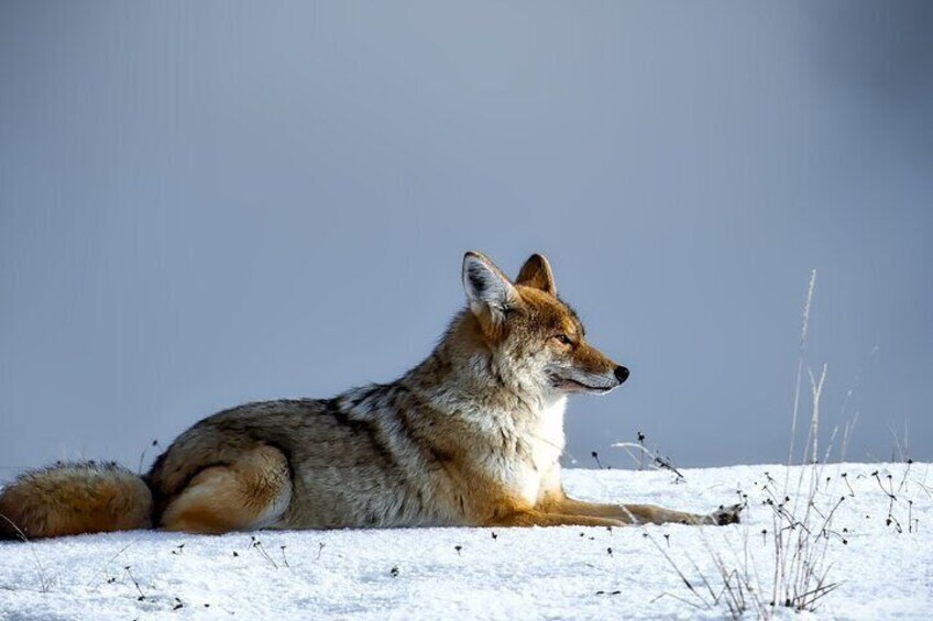 10-12 Hours Yellowstone Hayden & Lamar Valley Wildlife Tour