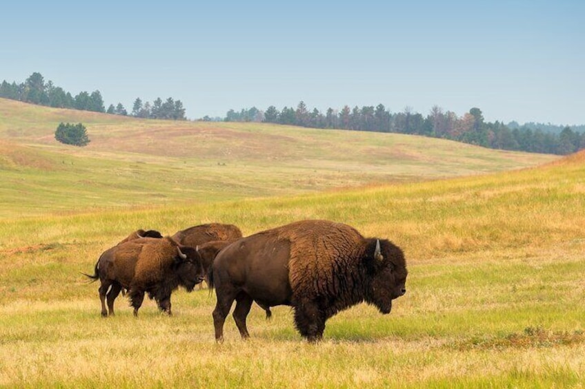 10-12 Hours Yellowstone Hayden & Lamar Valley Wildlife Tour