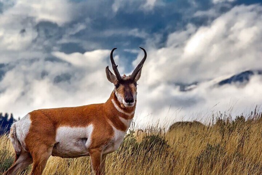 Guided Yellowstone Wildlife Tour