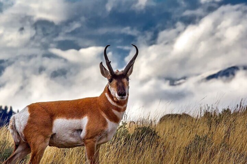 Guided Yellowstone Wildlife Tour