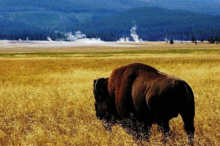 Guided Yellowstone Wildlife Tour