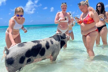 Swimming Pigs Tour on Rose Island