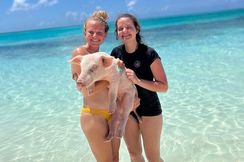 Swimming Pigs Tour on Rose Island