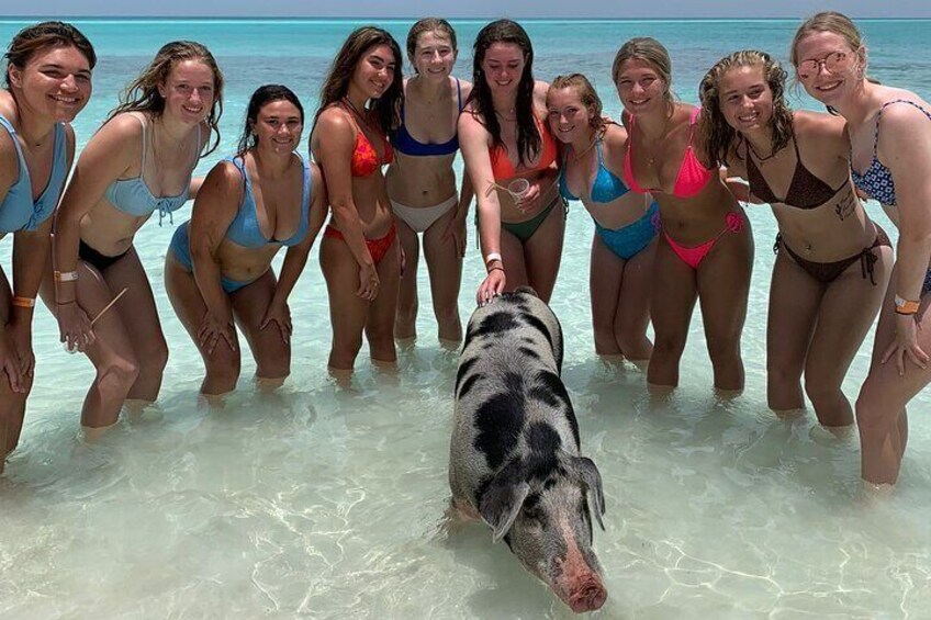 Swimming Pigs Tour on Rose Island
