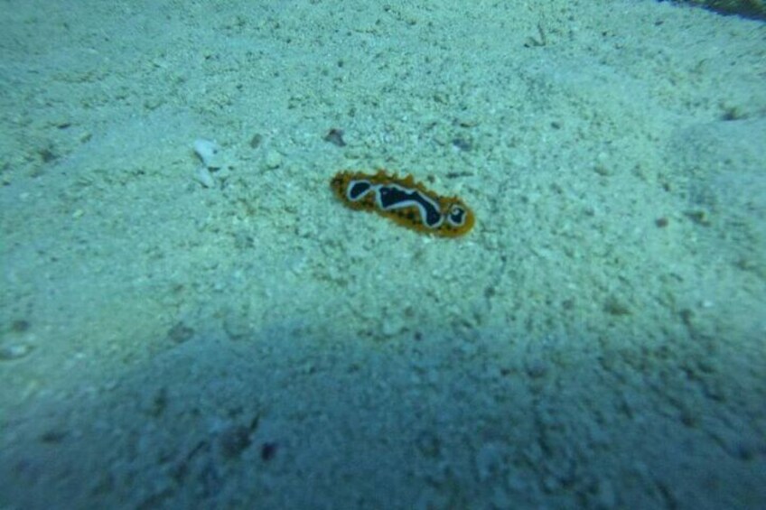 Diving in Hurghada 