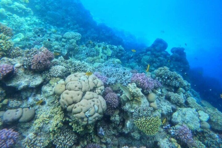 Diving in Hurghada 