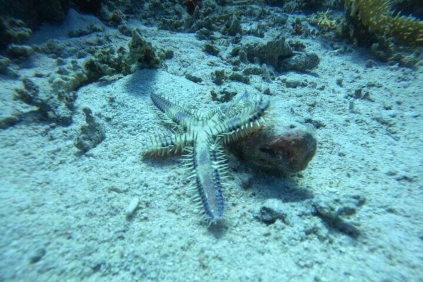 Diving in Hurghada 