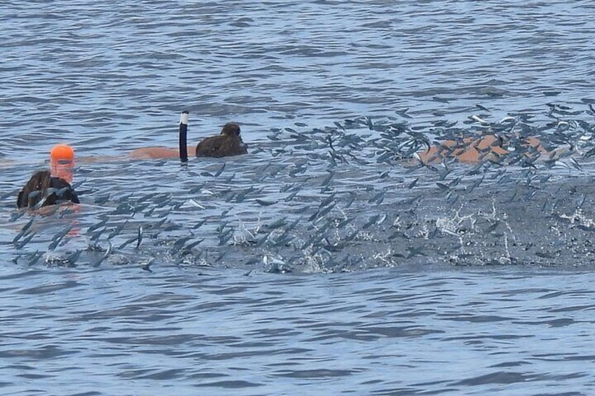 snorkeling