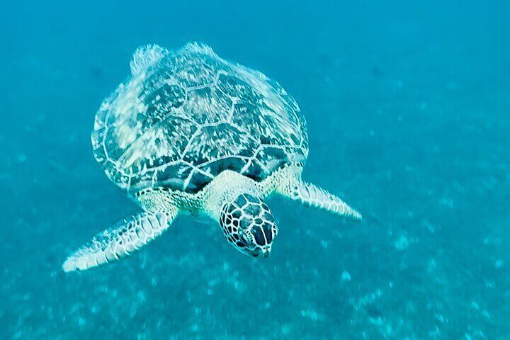 Martinique : Après-midi tortues et anses coraliennes