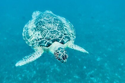 ウミガメとシュノーケリング