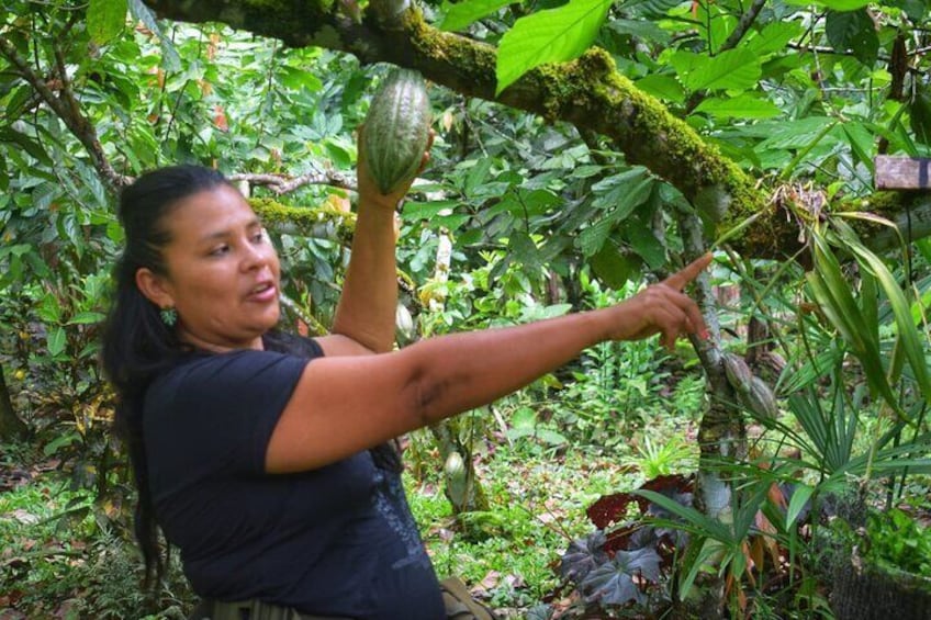 Tour Shaman medicinal plants and waterfalls 