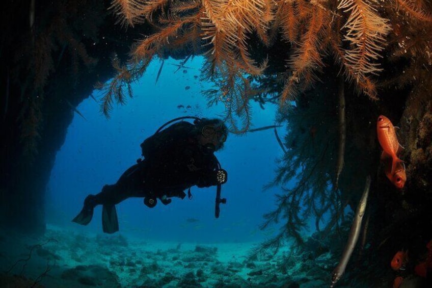 Half-Day Diving in Sal