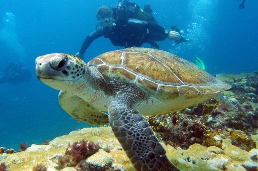 Half-Day Diving in Sal