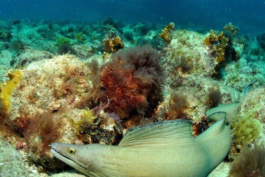 Half-Day Diving in Sal