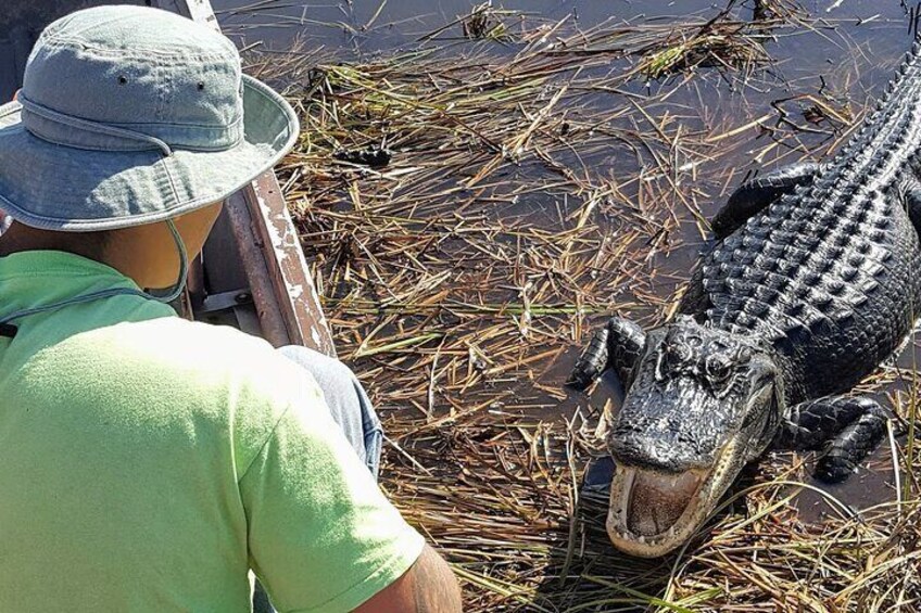 Little Havana Walking Tour + 1 Hour Everglades Airboat Ride