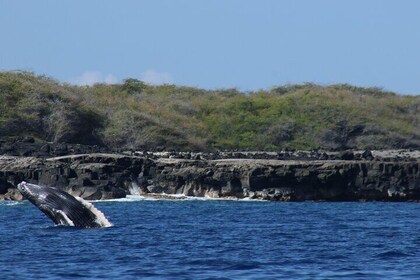 Small Group Whale Watch at Kona, Hawaii (max of 6 person)