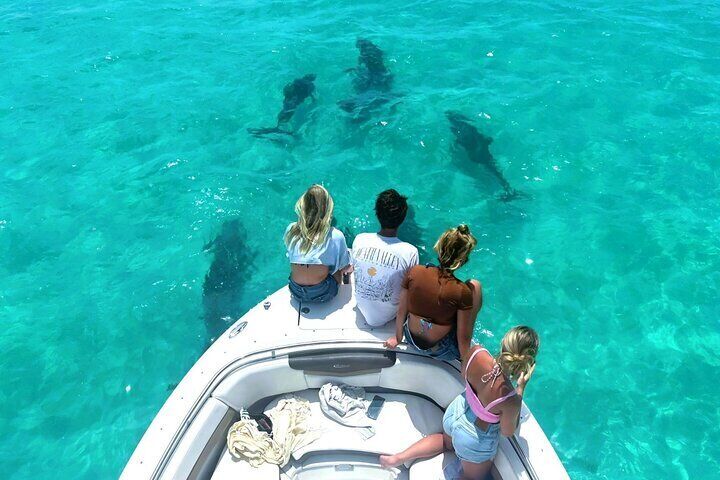Dolphin Watching and Snorkeling
