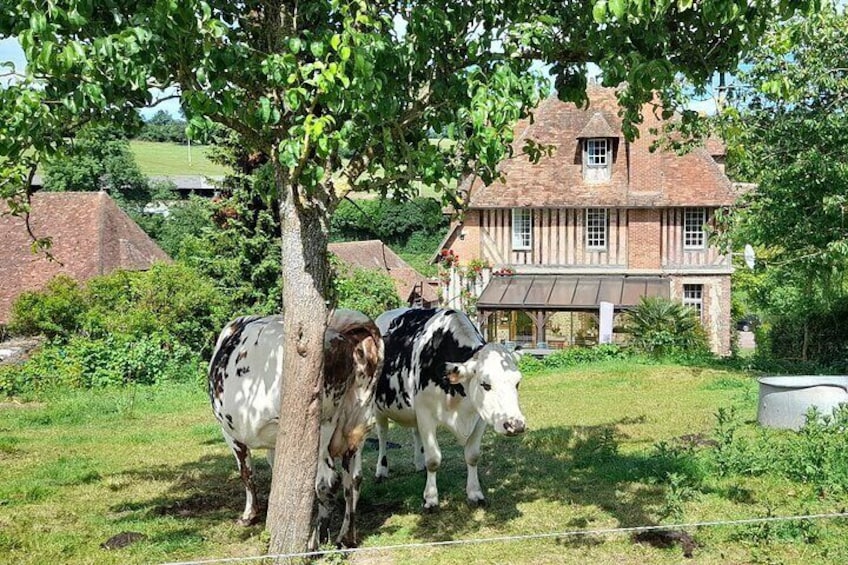 Honfleur and Pays d'Auge from Bayeux Caen Private Full-Day Tour