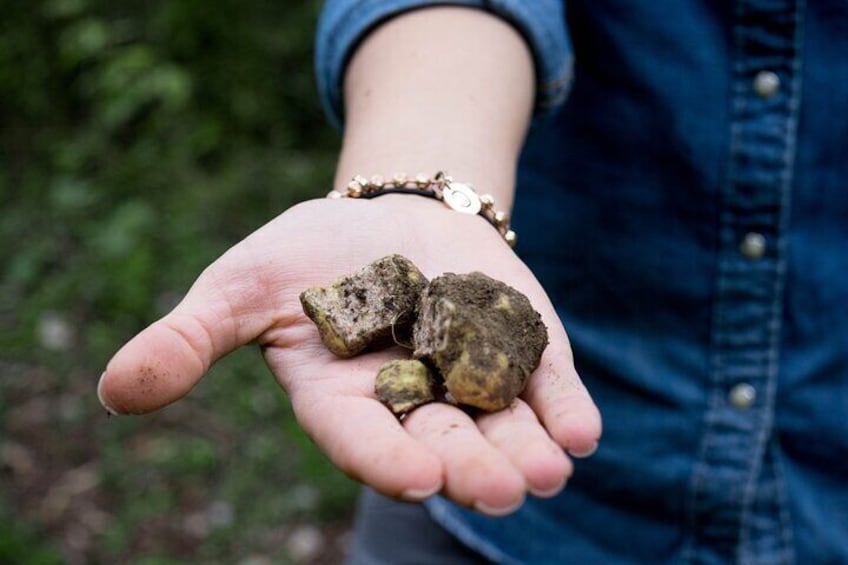 5 Hours Truffle Hunt Experience with Cooking Class