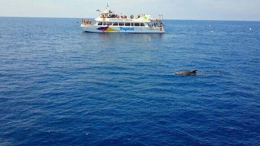 Dolphin Watching in Mallorca with Lunch