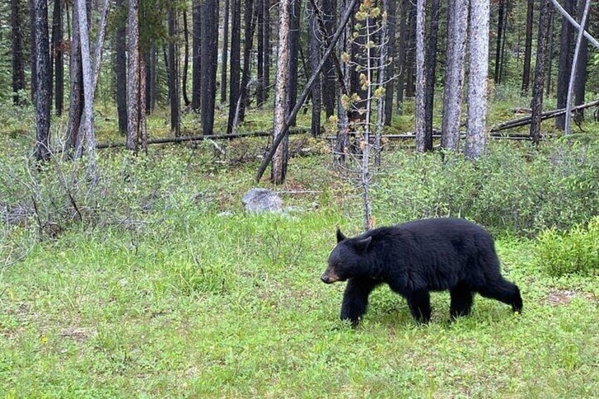 Private Banff and Yoho National Park Tour with Moraine Lake