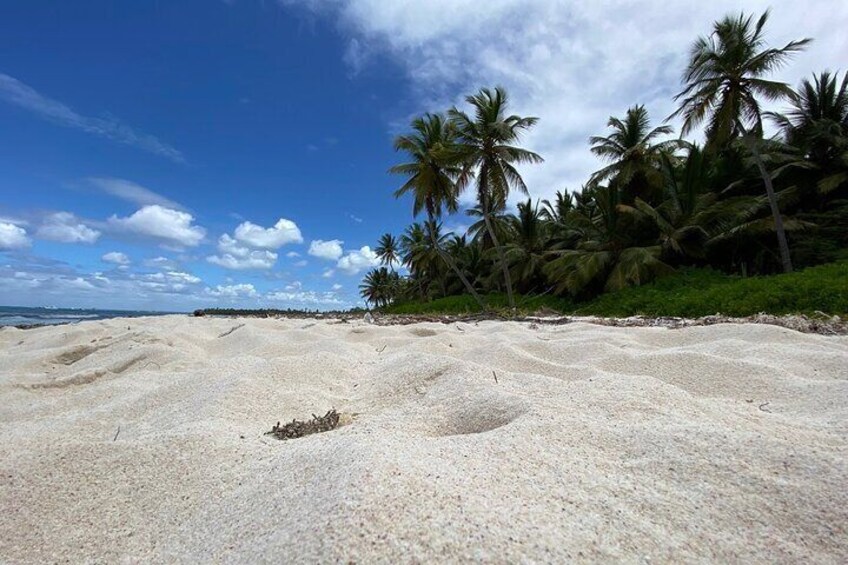 Saona Private tour with personal guide and transport from Punta Cana