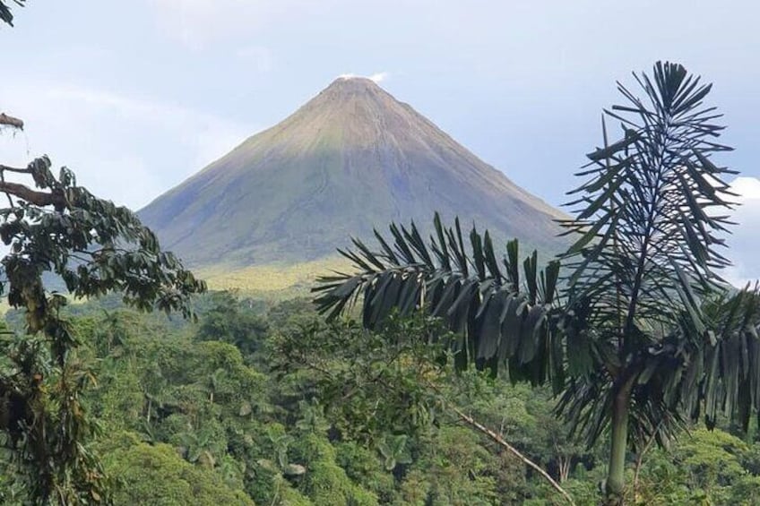 Three hours walking tour around the deep Tropical Rain Forest