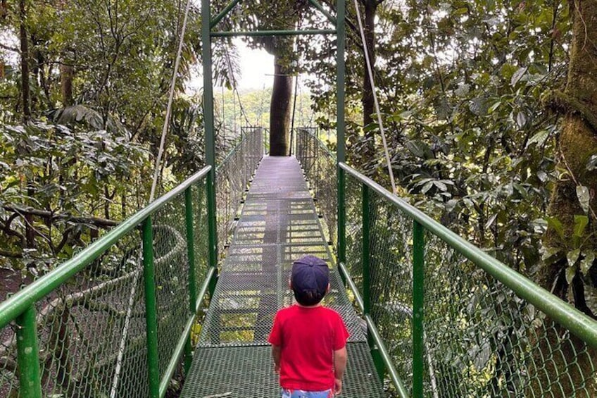 Three hours walking tour around the deep Tropical Rain Forest