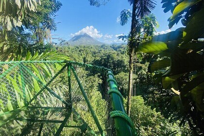 Three hours walking tour around the deep Tropical Rain Forest