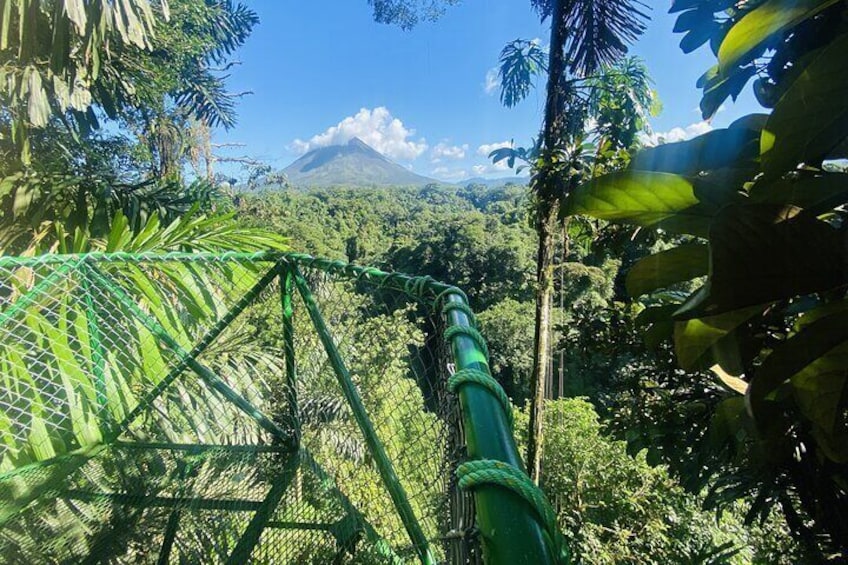 Three hours walking tour around the deep Tropical Rain Forest