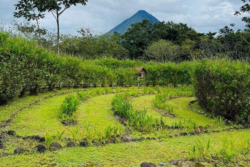 Three hours walking tour around the deep Tropical Rain Forest