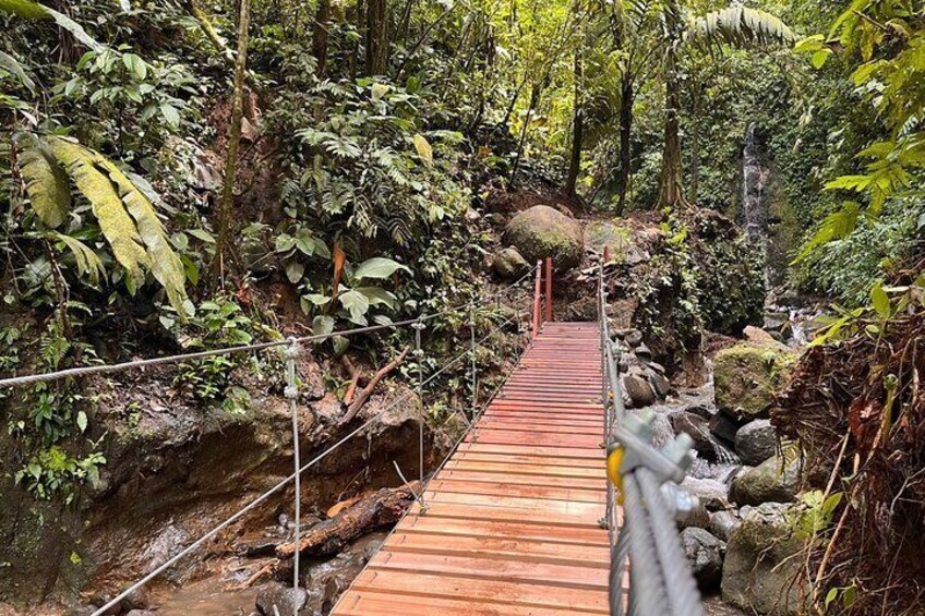 Three hours walking tour around the deep Tropical Rain Forest