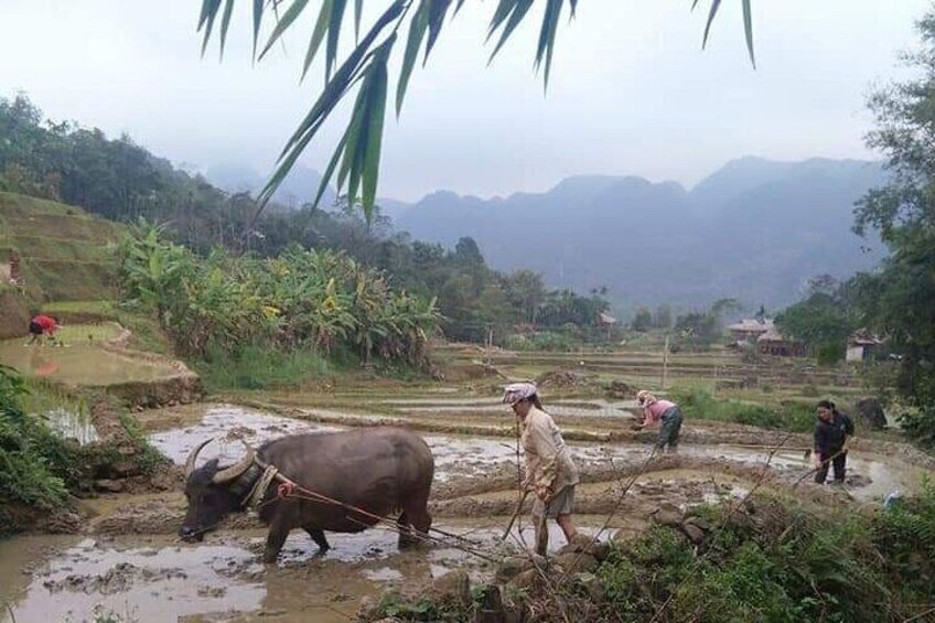 Rice field