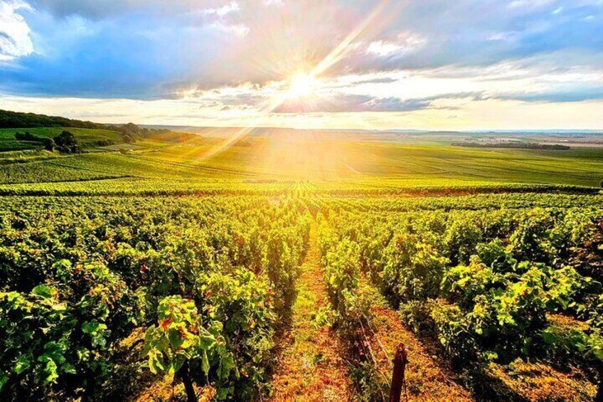 Visit the Vineyards in Champagne.