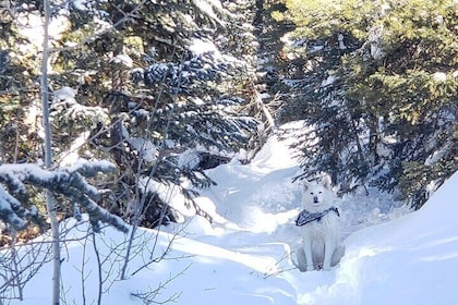 Guided Uinta Forest 3-Mile Hike w/fire + Lunch/charcuterie Stop