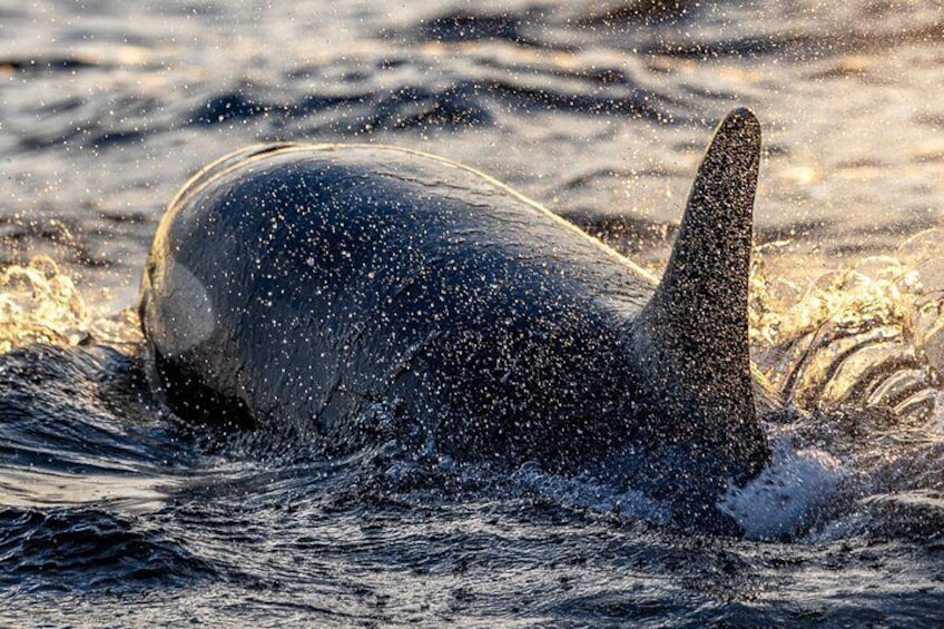 Tromsø: Skjervøy RIB Whale Watching Tour with Drinks & Snack