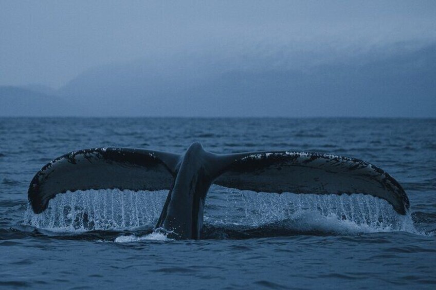 Tromsø: Skjervøy RIB Whale Watching Tour with Drinks & Snack