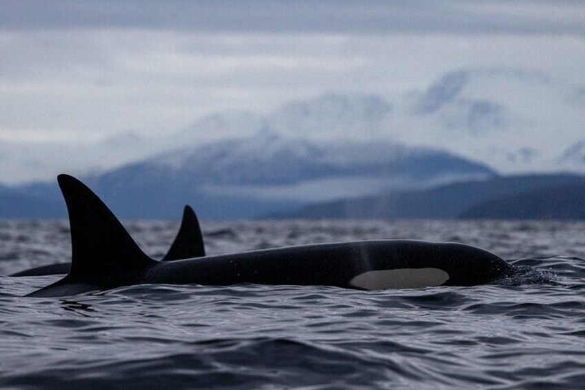 Tromsø: Skjervøy RIB Whale Watching Tour with Drinks & Snack