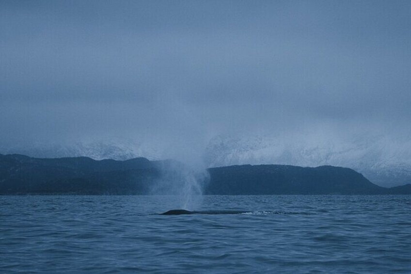 Tromsø: Skjervøy RIB Whale Watching Tour with Drinks & Snack