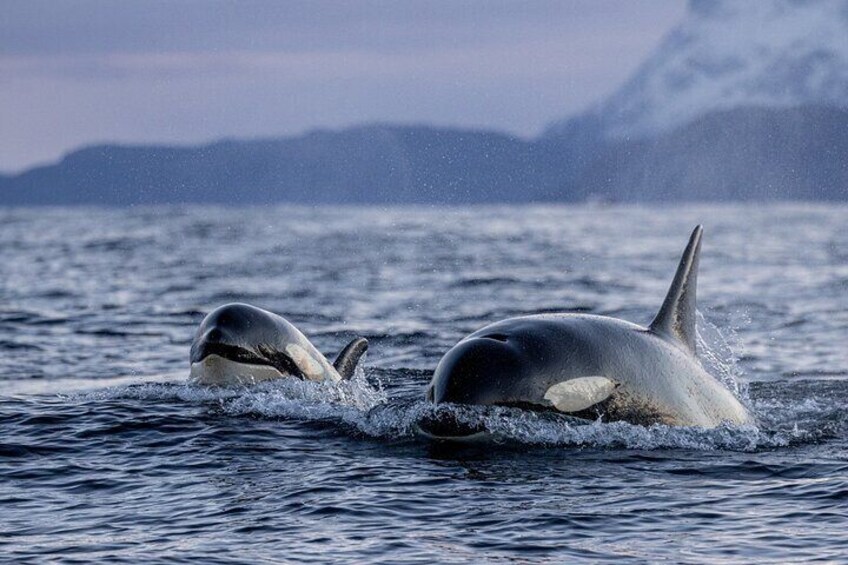 Tromsø: Skjervøy RIB Whale Watching Tour with Drinks & Snack