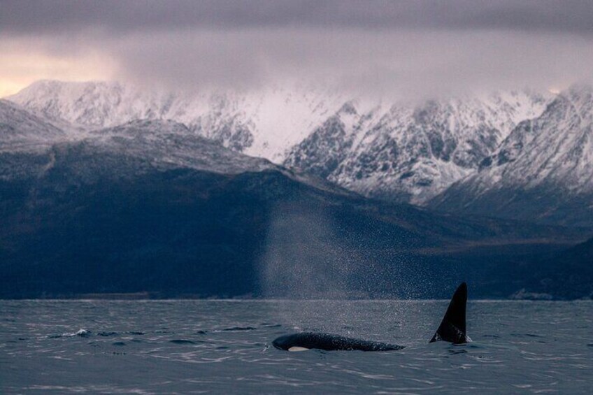 Tromsø: Skjervøy RIB Whale Watching Tour with Drinks & Snack