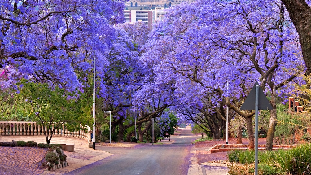 Jacaranda Trees in Pretoria