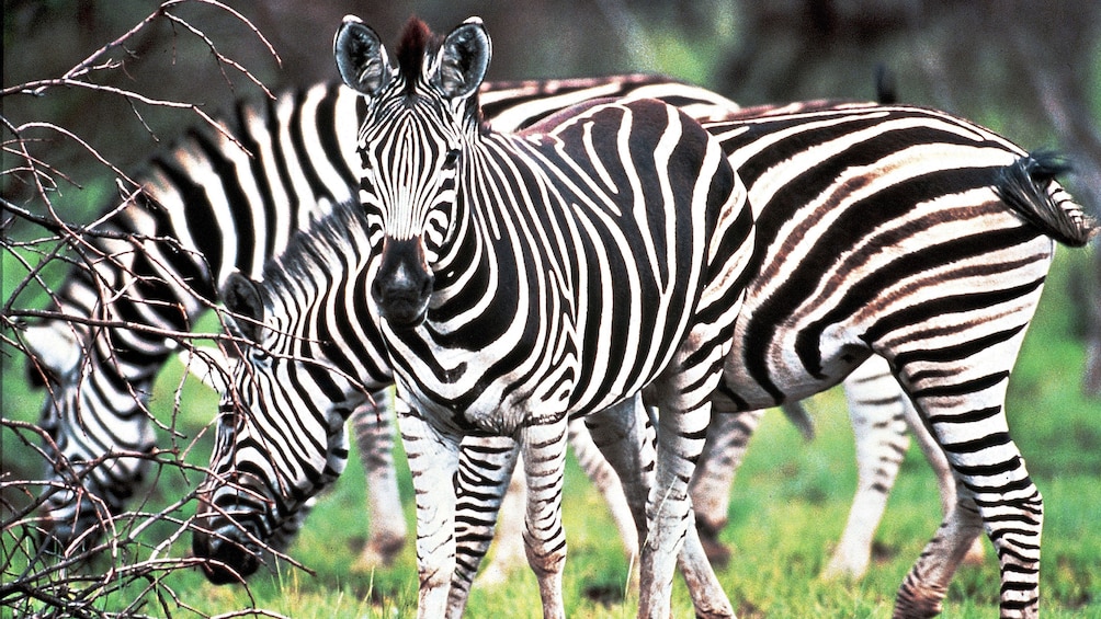 Zebras