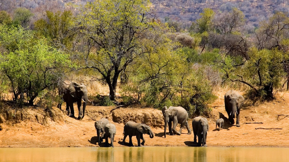 elephants in a Nature reserve