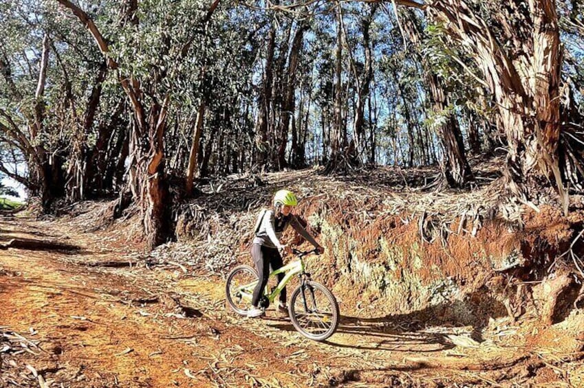 Mountain Bike Route in Northern Forests of Gran Canaria