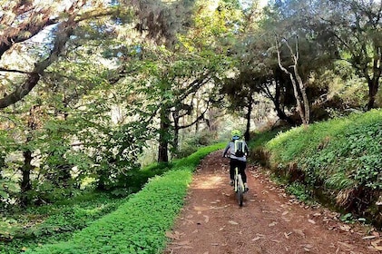 Descend in Mountain Bike in Northern Forests of Gran Canaria