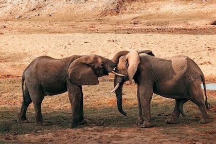 1 Day Tanzania - Selous Game Reserve Safari Tour