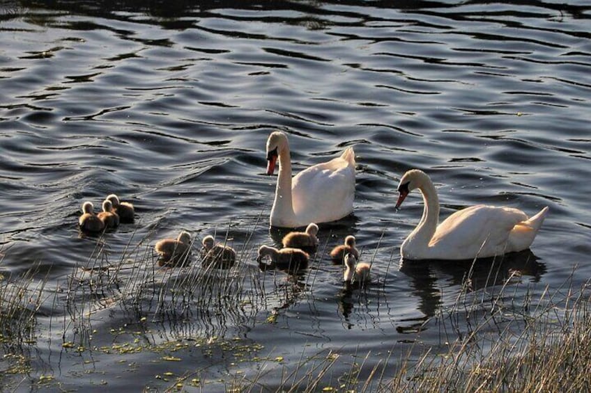 Lough Corrib History and Scenic Lake Cruise from Lisloughrey Pier Tour